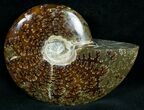 Cleoniceras Ammonite Fossil - Madagascar #7362-2